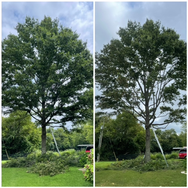 Seasonal Tree Trimming